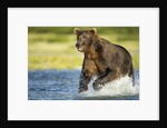 Brown Bear, Katmai National Park, Alaska by Anonymous