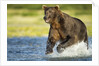 Brown Bear, Katmai National Park, Alaska by Anonymous