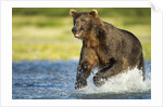 Brown Bear, Katmai National Park, Alaska by Anonymous
