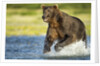 Brown Bear, Katmai National Park, Alaska by Anonymous