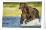Brown Bear, Katmai National Park, Alaska by Anonymous