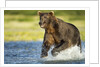 Brown Bear, Katmai National Park, Alaska by Anonymous