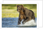 Brown Bear, Katmai National Park, Alaska by Anonymous