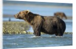 Brown Bear, Katmai National Park, Alaska by Anonymous