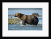 Brown Bear, Katmai National Park, Alaska by Anonymous