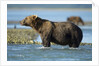 Brown Bear, Katmai National Park, Alaska by Anonymous