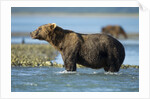 Brown Bear, Katmai National Park, Alaska by Anonymous