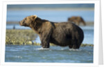 Brown Bear, Katmai National Park, Alaska by Anonymous