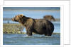 Brown Bear, Katmai National Park, Alaska by Anonymous