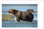 Brown Bear, Katmai National Park, Alaska by Anonymous