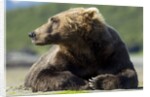 Brown Bear, Katmai National Park, Alaska by Anonymous