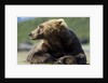 Brown Bear, Katmai National Park, Alaska by Anonymous