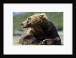 Brown Bear, Katmai National Park, Alaska by Anonymous
