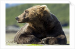 Brown Bear, Katmai National Park, Alaska by Anonymous
