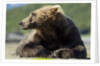 Brown Bear, Katmai National Park, Alaska by Anonymous