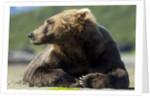 Brown Bear, Katmai National Park, Alaska by Anonymous