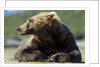 Brown Bear, Katmai National Park, Alaska by Anonymous