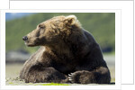 Brown Bear, Katmai National Park, Alaska by Anonymous