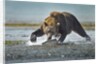Brown Bear and Salmon, Katmai National Park, Alaska by Anonymous