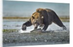 Brown Bear and Salmon, Katmai National Park, Alaska by Anonymous