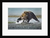 Brown Bear and Salmon, Katmai National Park, Alaska by Anonymous