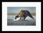 Brown Bear and Salmon, Katmai National Park, Alaska by Anonymous