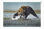 Brown Bear and Salmon, Katmai National Park, Alaska by Anonymous