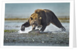 Brown Bear and Salmon, Katmai National Park, Alaska by Anonymous