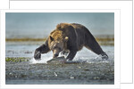 Brown Bear and Salmon, Katmai National Park, Alaska by Anonymous