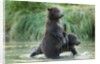 Brown Bear Cubs, Katmai National Park, Alaska by Anonymous