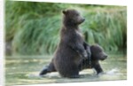 Brown Bear Cubs, Katmai National Park, Alaska by Anonymous
