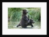 Brown Bear Cubs, Katmai National Park, Alaska by Anonymous