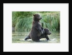 Brown Bear Cubs, Katmai National Park, Alaska by Anonymous