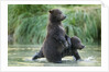 Brown Bear Cubs, Katmai National Park, Alaska by Anonymous