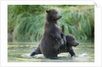 Brown Bear Cubs, Katmai National Park, Alaska by Anonymous
