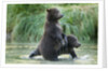 Brown Bear Cubs, Katmai National Park, Alaska by Anonymous