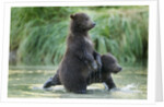 Brown Bear Cubs, Katmai National Park, Alaska by Anonymous