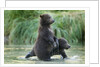 Brown Bear Cubs, Katmai National Park, Alaska by Anonymous