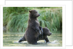 Brown Bear Cubs, Katmai National Park, Alaska by Anonymous