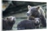 Brown Bear and Cubs, Katmai National Park, Alaska by Anonymous
