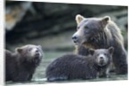 Brown Bear and Cubs, Katmai National Park, Alaska by Anonymous