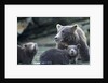 Brown Bear and Cubs, Katmai National Park, Alaska by Anonymous