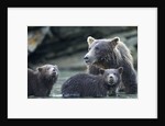 Brown Bear and Cubs, Katmai National Park, Alaska by Anonymous
