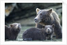 Brown Bear and Cubs, Katmai National Park, Alaska by Anonymous