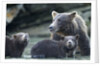 Brown Bear and Cubs, Katmai National Park, Alaska by Anonymous