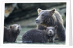Brown Bear and Cubs, Katmai National Park, Alaska by Anonymous