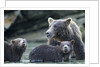 Brown Bear and Cubs, Katmai National Park, Alaska by Anonymous