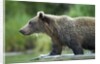 Brown Bear, Katmai National Park, Alaska by Anonymous