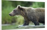 Brown Bear, Katmai National Park, Alaska by Anonymous