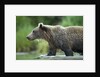 Brown Bear, Katmai National Park, Alaska by Anonymous